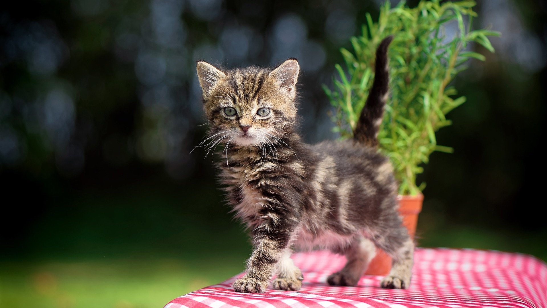 爱游戏 电竞-_青少年运动夏令营：多项目训练体验_，青少年夏令营标志