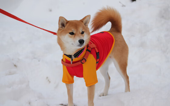 AYX官网-_青少年运动趣味嘉年华：培养运动习惯的趣味盛事_，青少年趣味运动会新闻稿