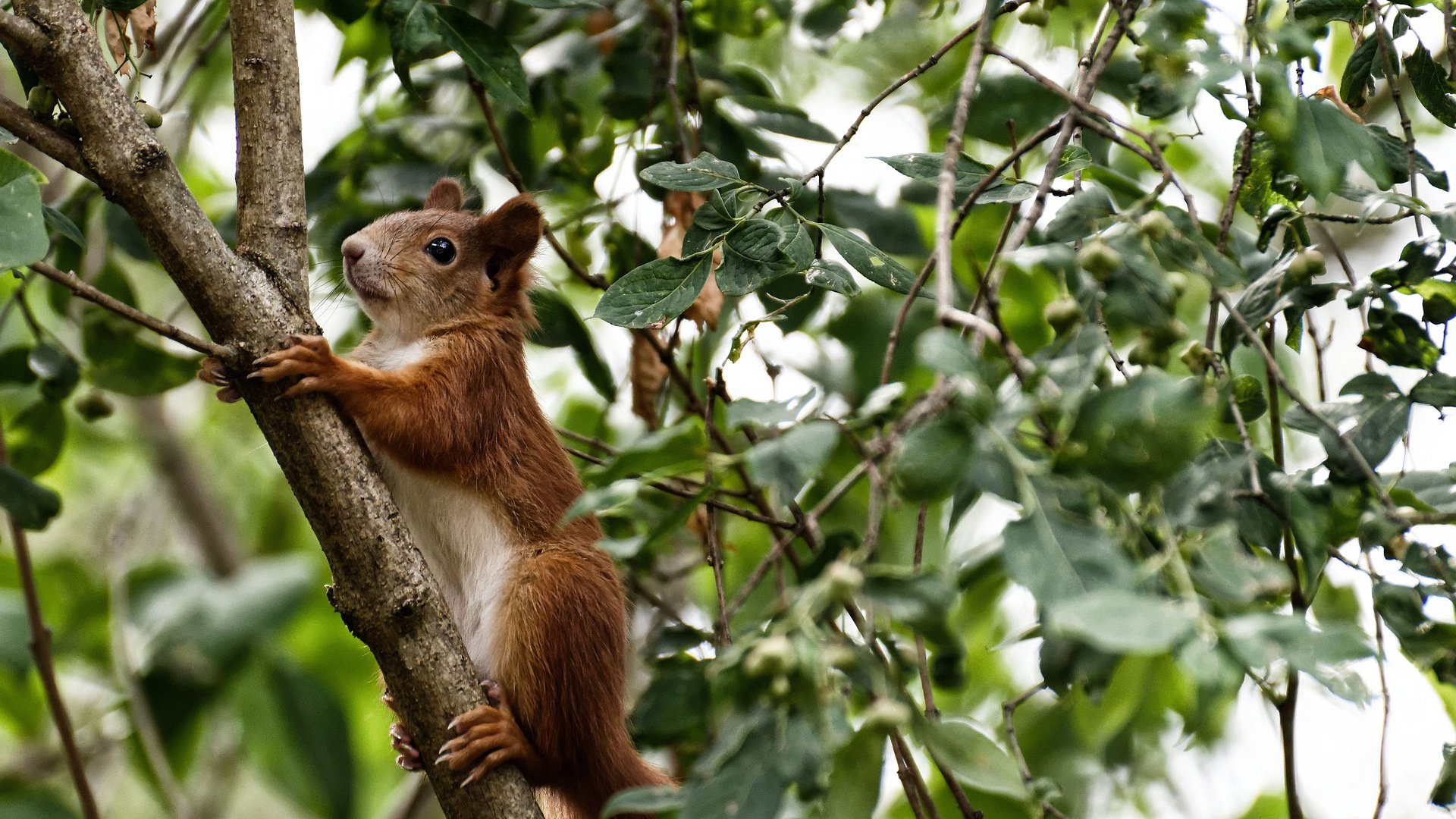 爱游戏体育平台-“中超大牌外援纷纷续约，联赛稳定性增强”，中超引进的最大牌外援