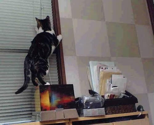 爱游戏官方网站-“未来之星”青少年“篮球+科技”人才培养计划在上海全面铺开，推动行业高质量发展