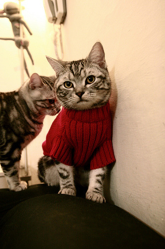 AYX官网-“荒野骑士”——在极端环境中的速度之战，荒野骑士吉他谱