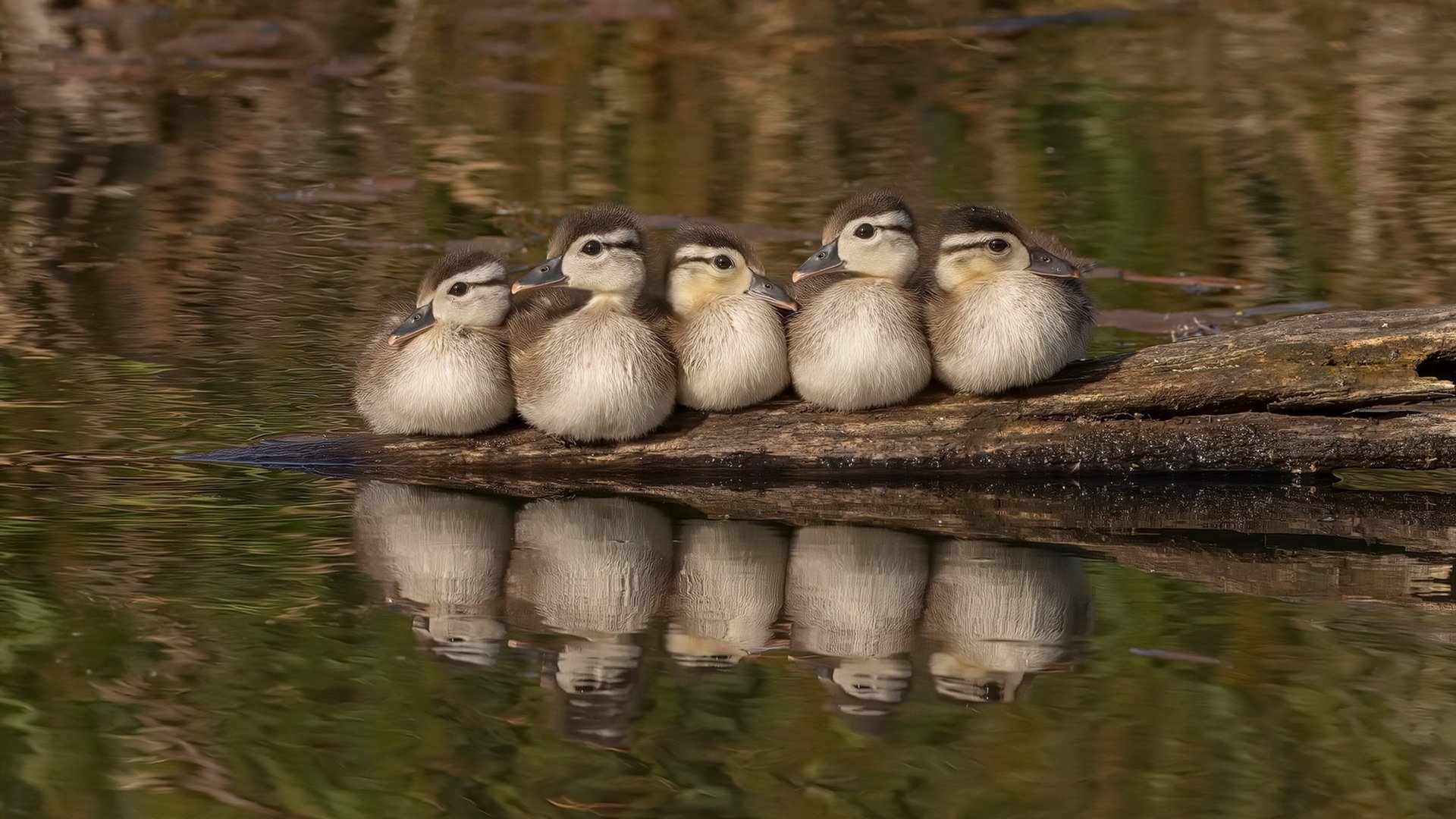 AYX体育官网-《王者荣耀秋季赛，WE战队强势突围再获冠军》，2020王者荣耀秋季赛四强